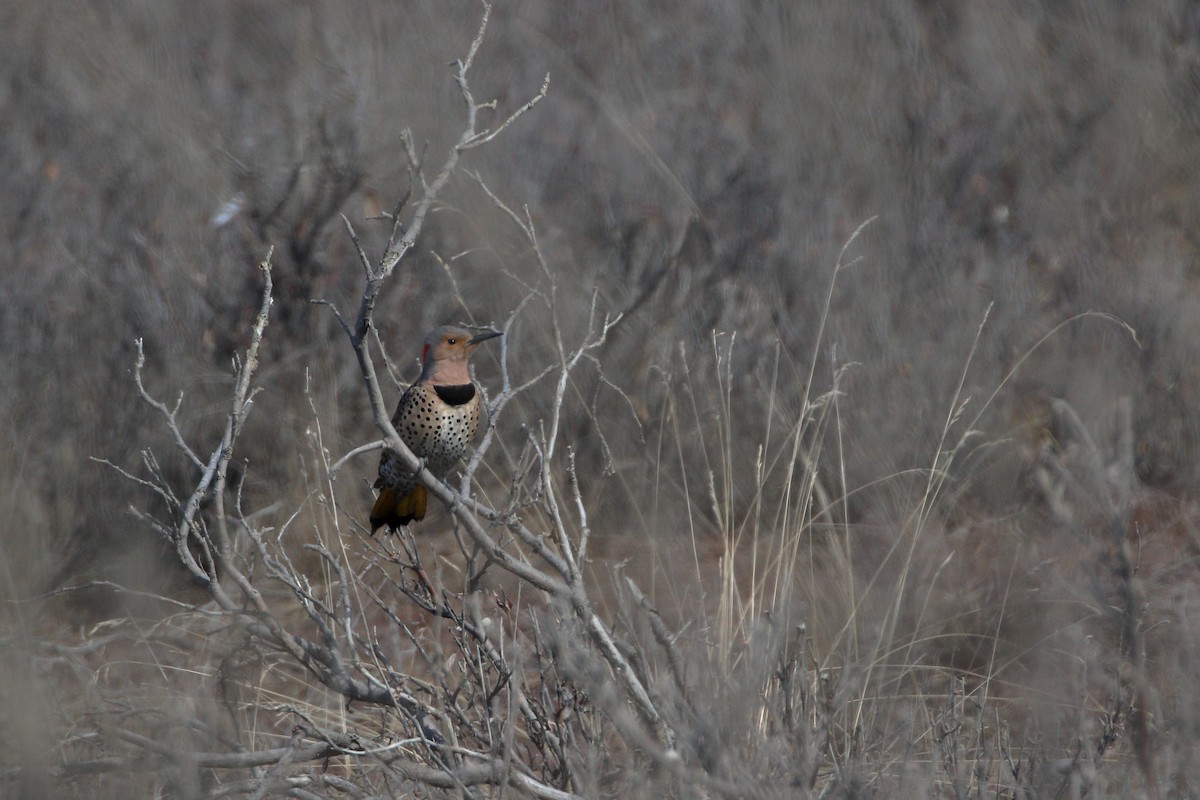 Northern Flicker - ML619056525