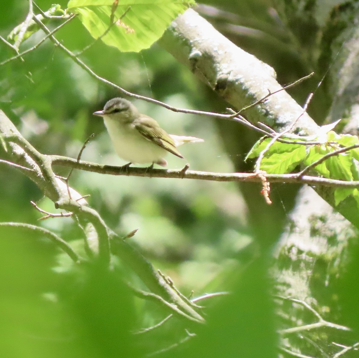Red-eyed Vireo - Laurie Reynolds