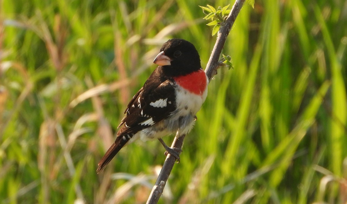 Rose-breasted Grosbeak - Bonnie Heinecke