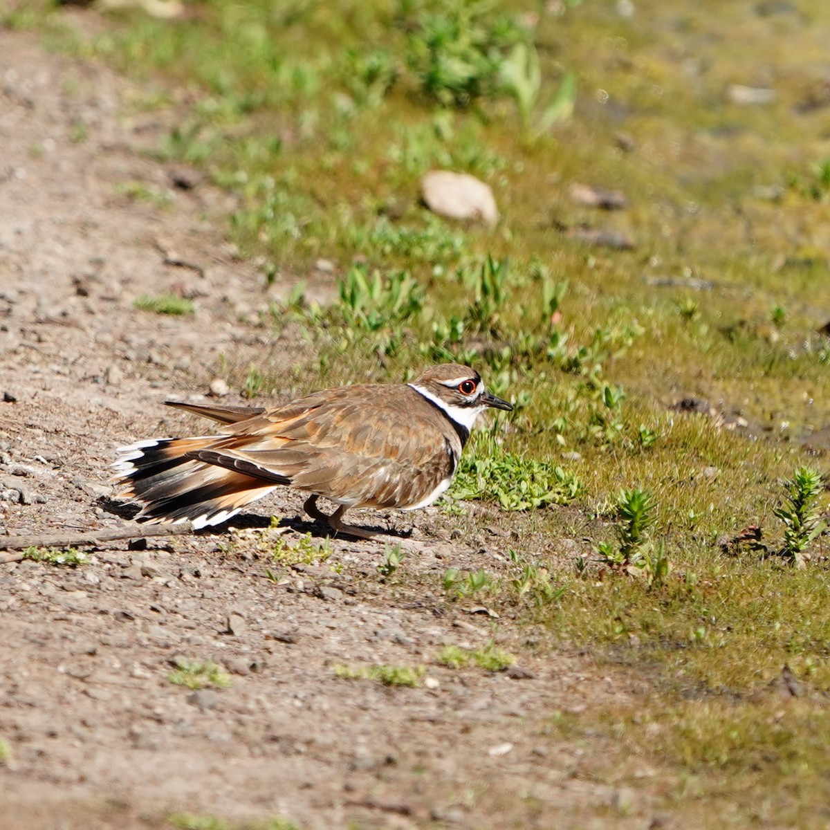 Killdeer - mang mike