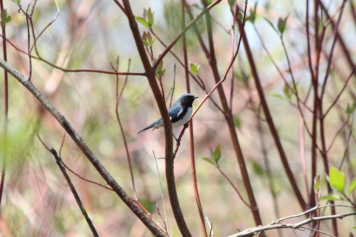 Black-throated Blue Warbler - Andrée Marcoux