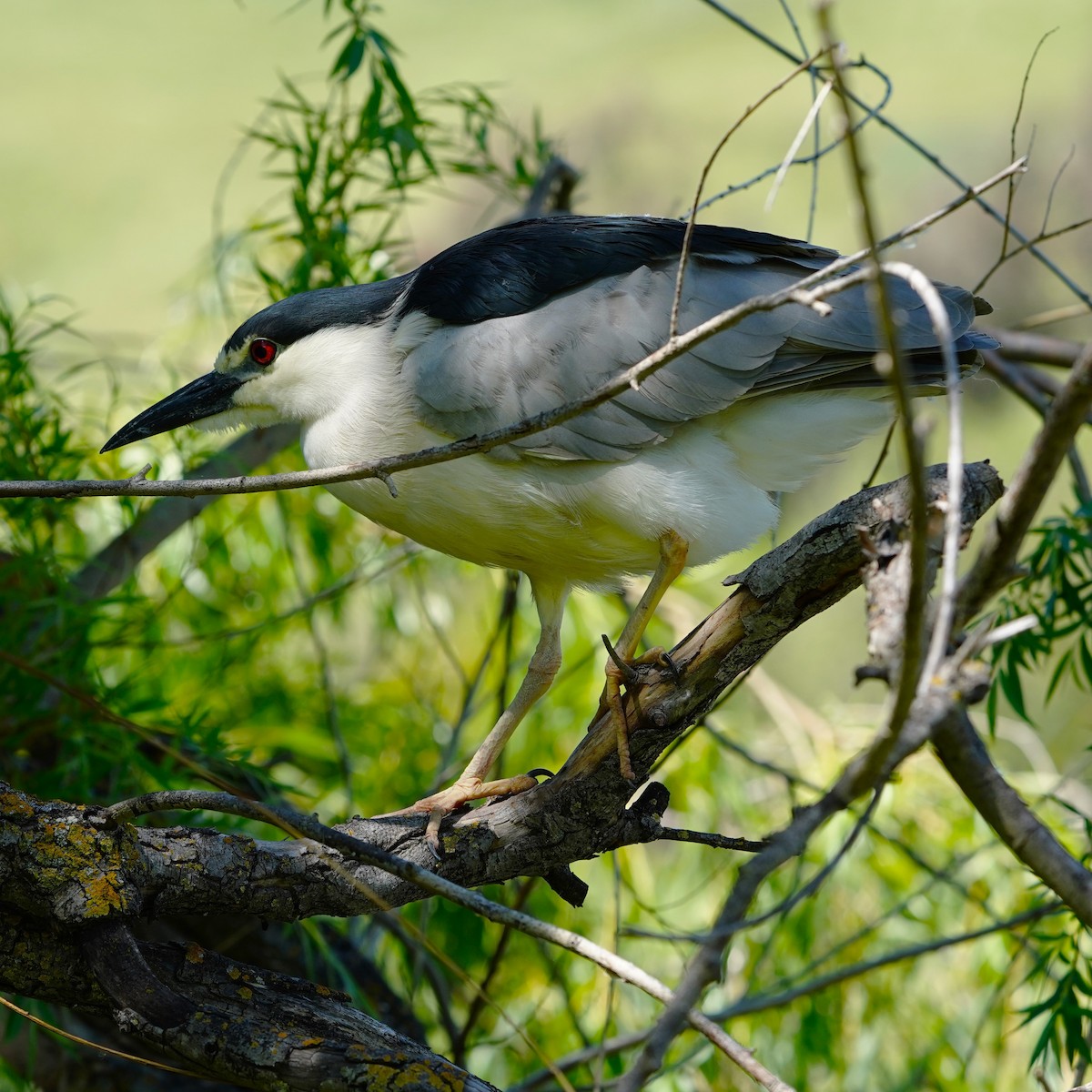 Black-crowned Night Heron - mang mike