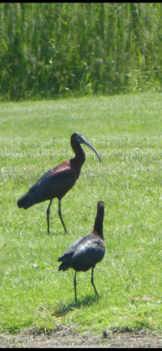 ibis americký - ML619056653