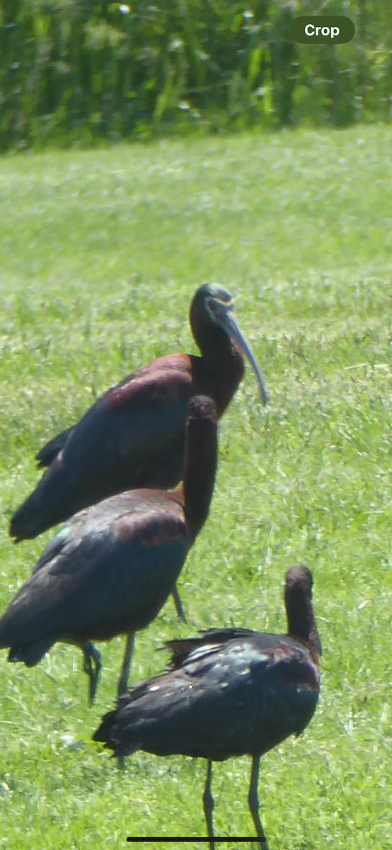 ibis americký - ML619056654