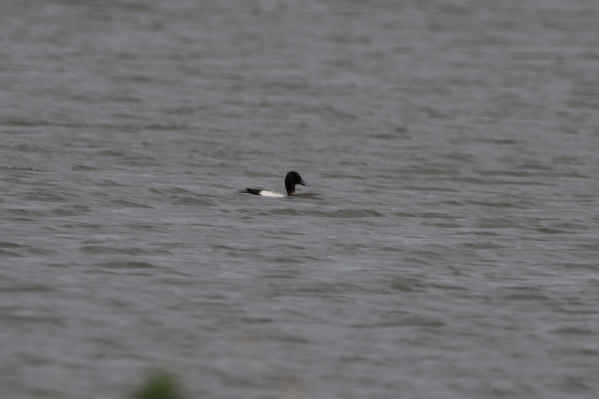 Lesser Scaup - ML619056666