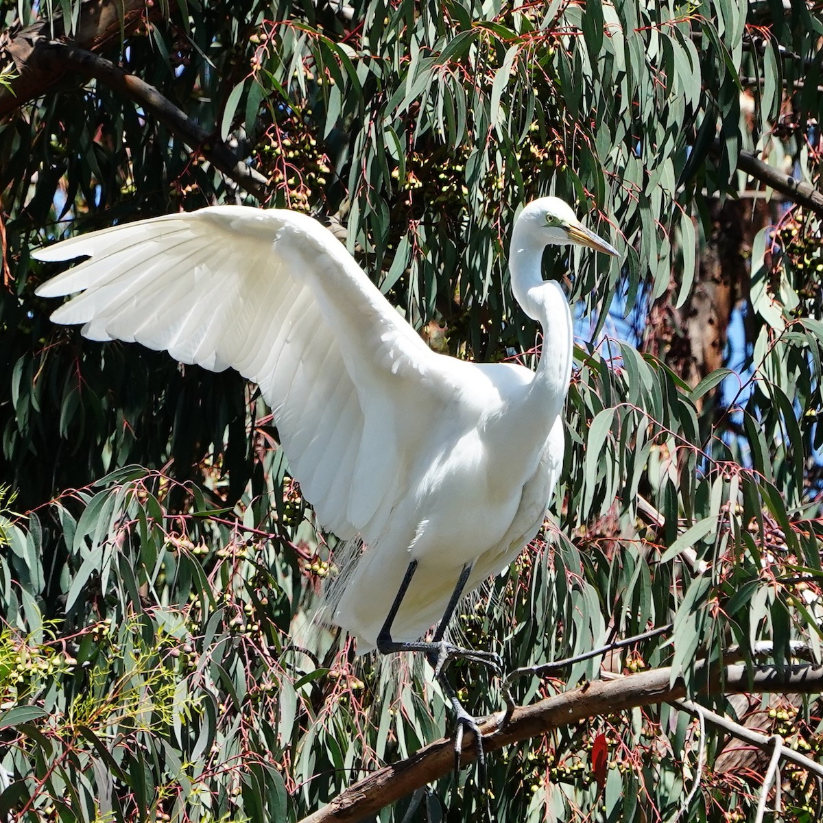 Great Egret - mang mike