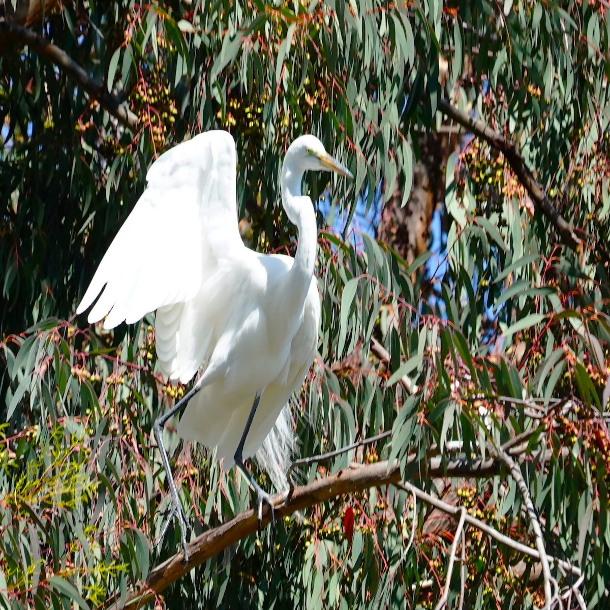 Great Egret - mang mike