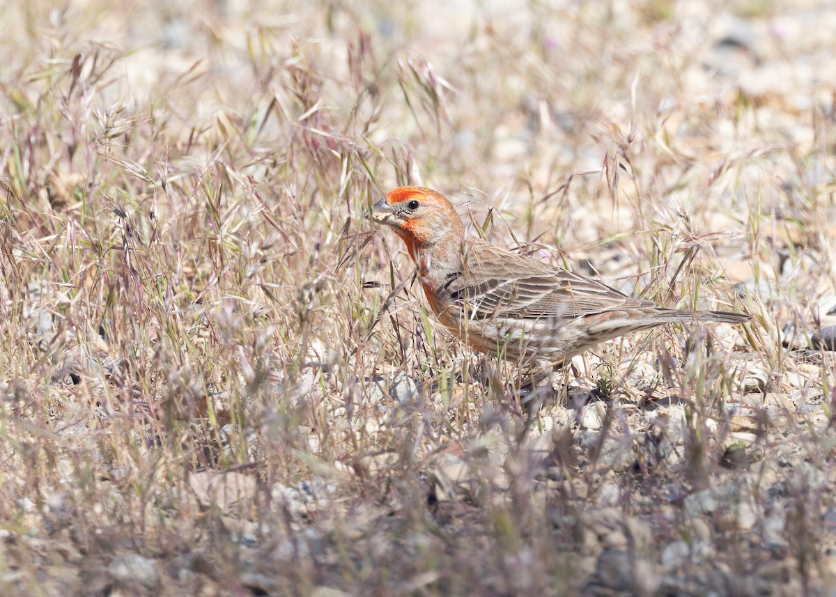 House Finch - ML619056713
