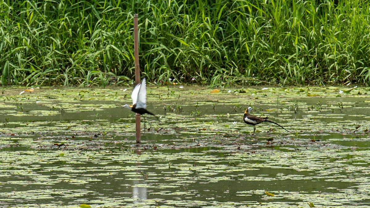 Pheasant-tailed Jacana - ML619056720