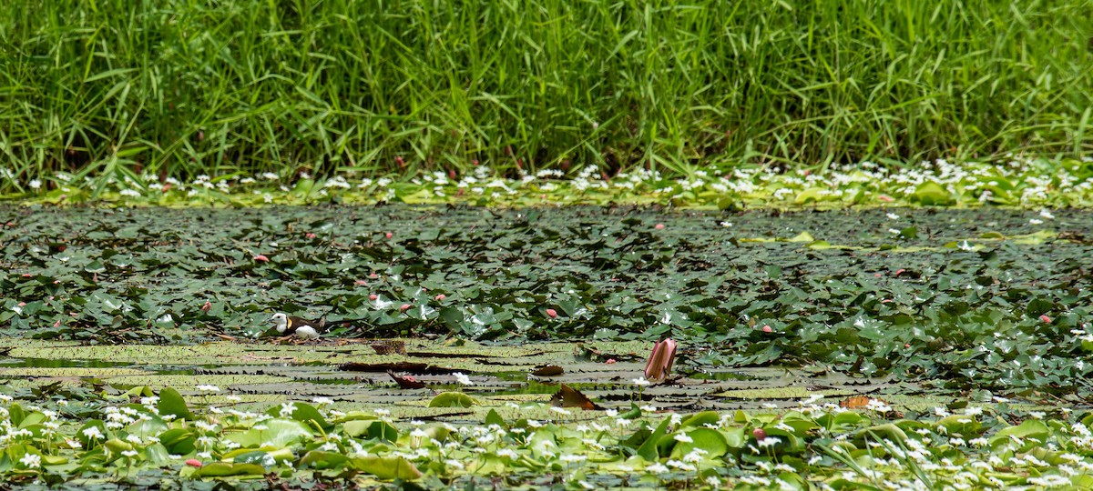 Pheasant-tailed Jacana - ML619056722