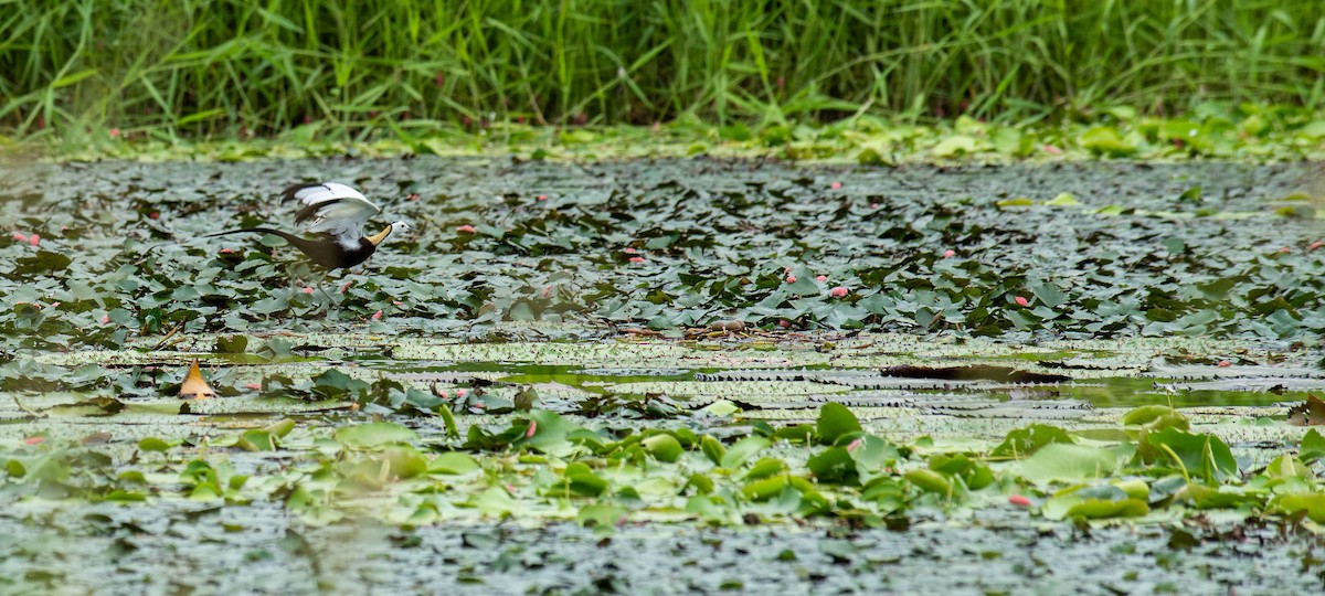 Pheasant-tailed Jacana - 培聰 林