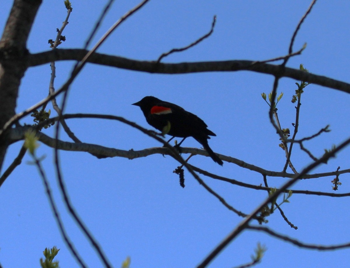 Red-winged Blackbird - Andrée Marcoux