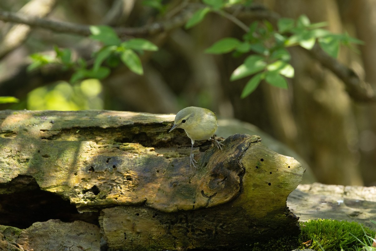 Orange-crowned Warbler - Ric mcarthur