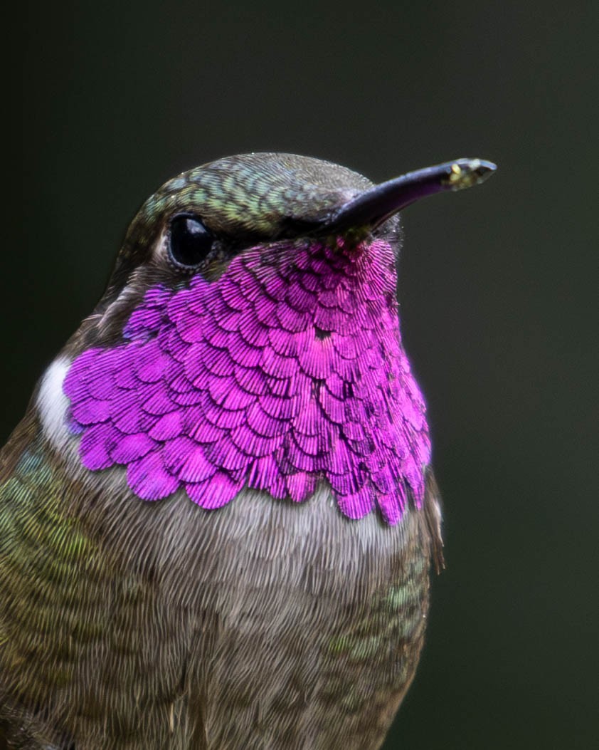 Colibrí Amatista - ML619056797