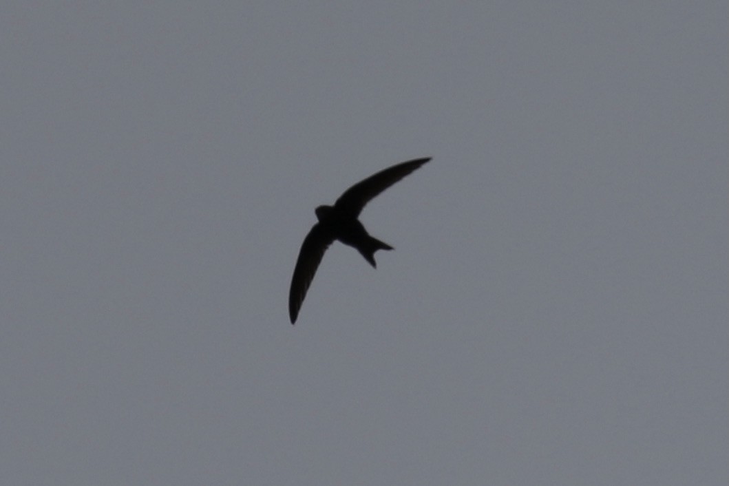 Common Swift - ML619056818