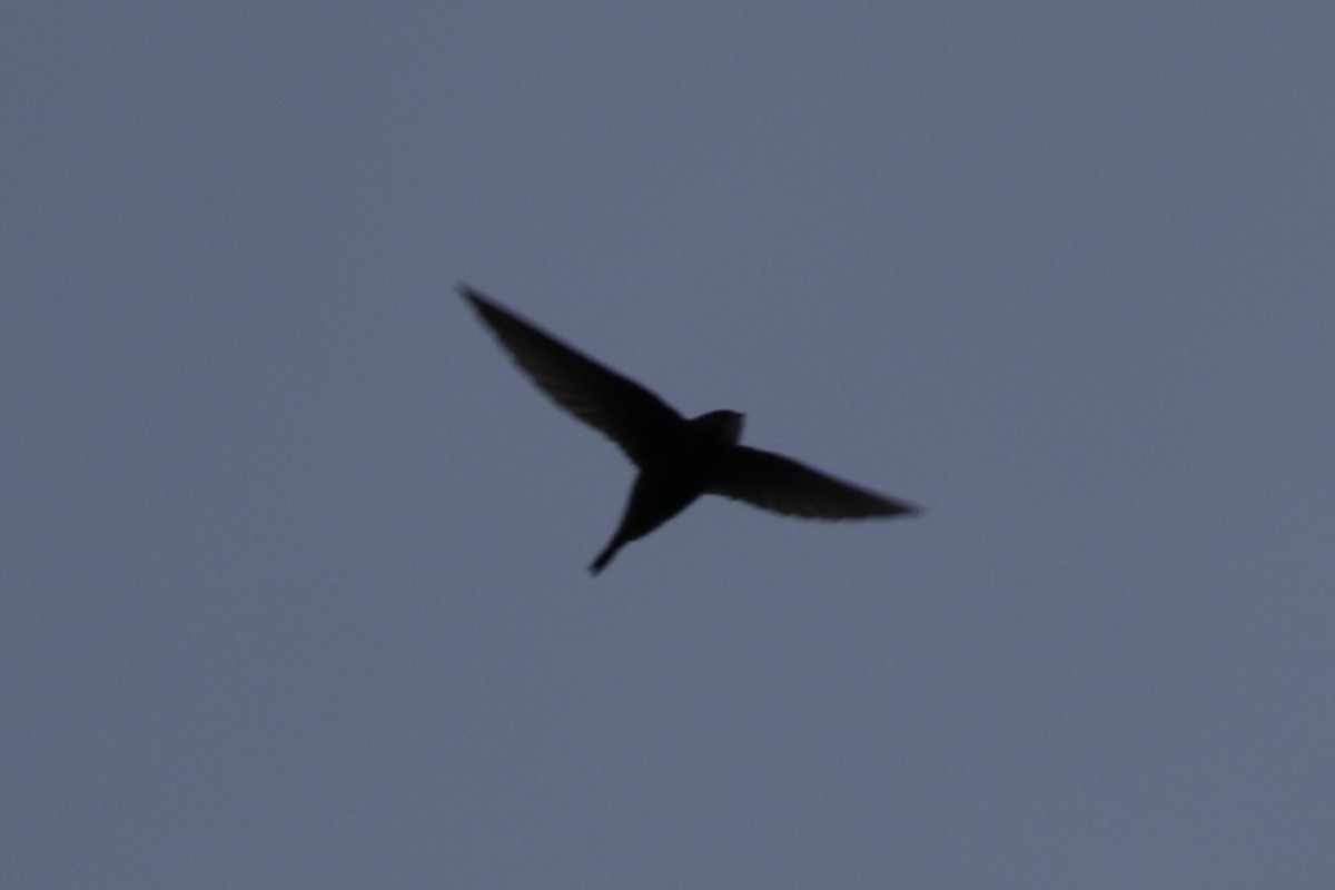 Common Swift - ML619056819