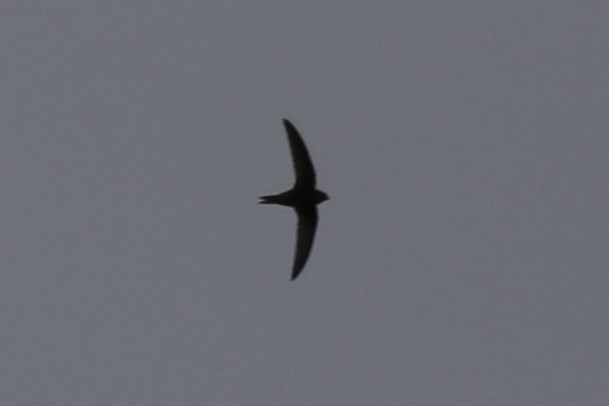 Common Swift - ML619056821