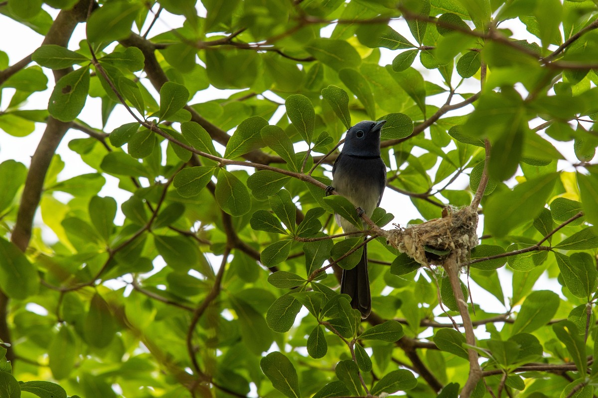 Black-naped Monarch - 培聰 林