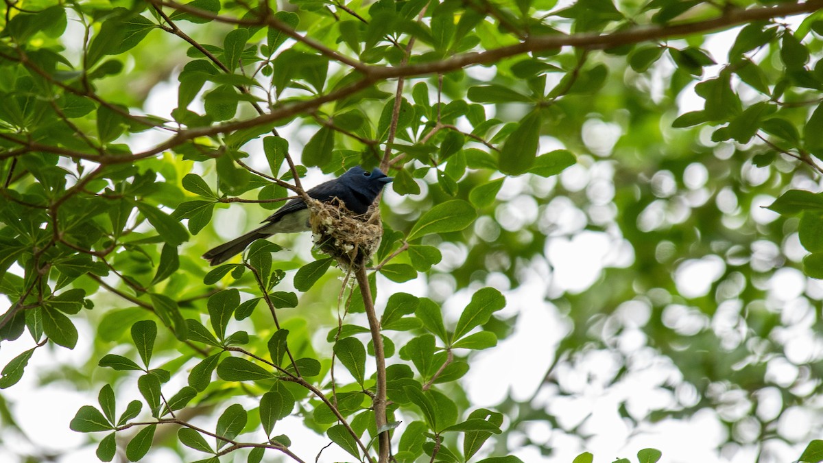 Black-naped Monarch - 培聰 林