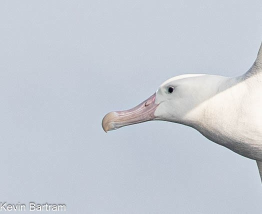 Snowy Albatross - Kevin Bartram