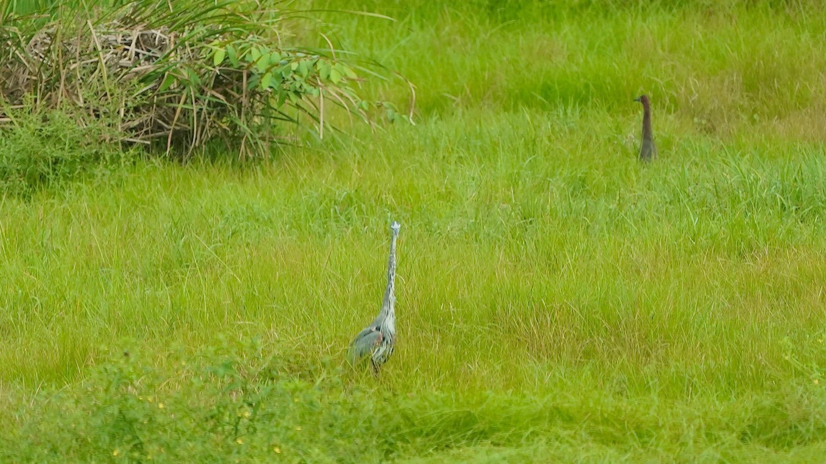 Great Blue Heron - ML619056830