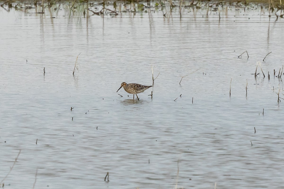 高蹺濱鷸 - ML619056849