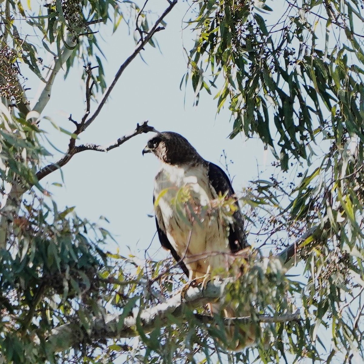 Red-tailed Hawk - mang mike