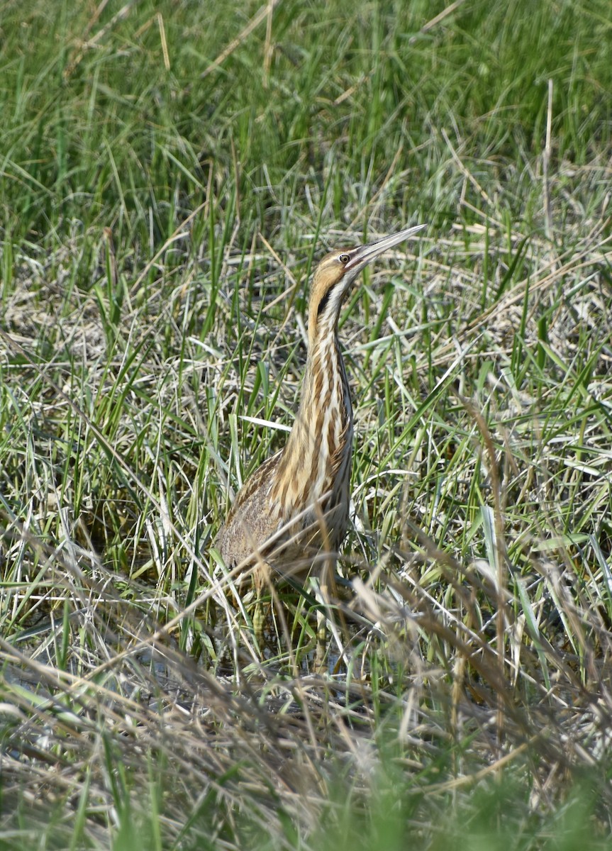 American Bittern - ML619056861