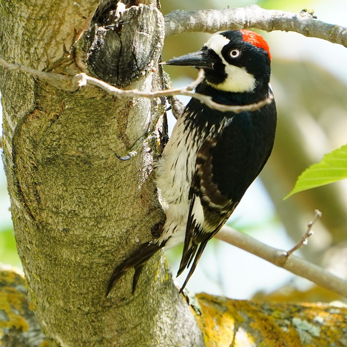 Acorn Woodpecker - mang mike