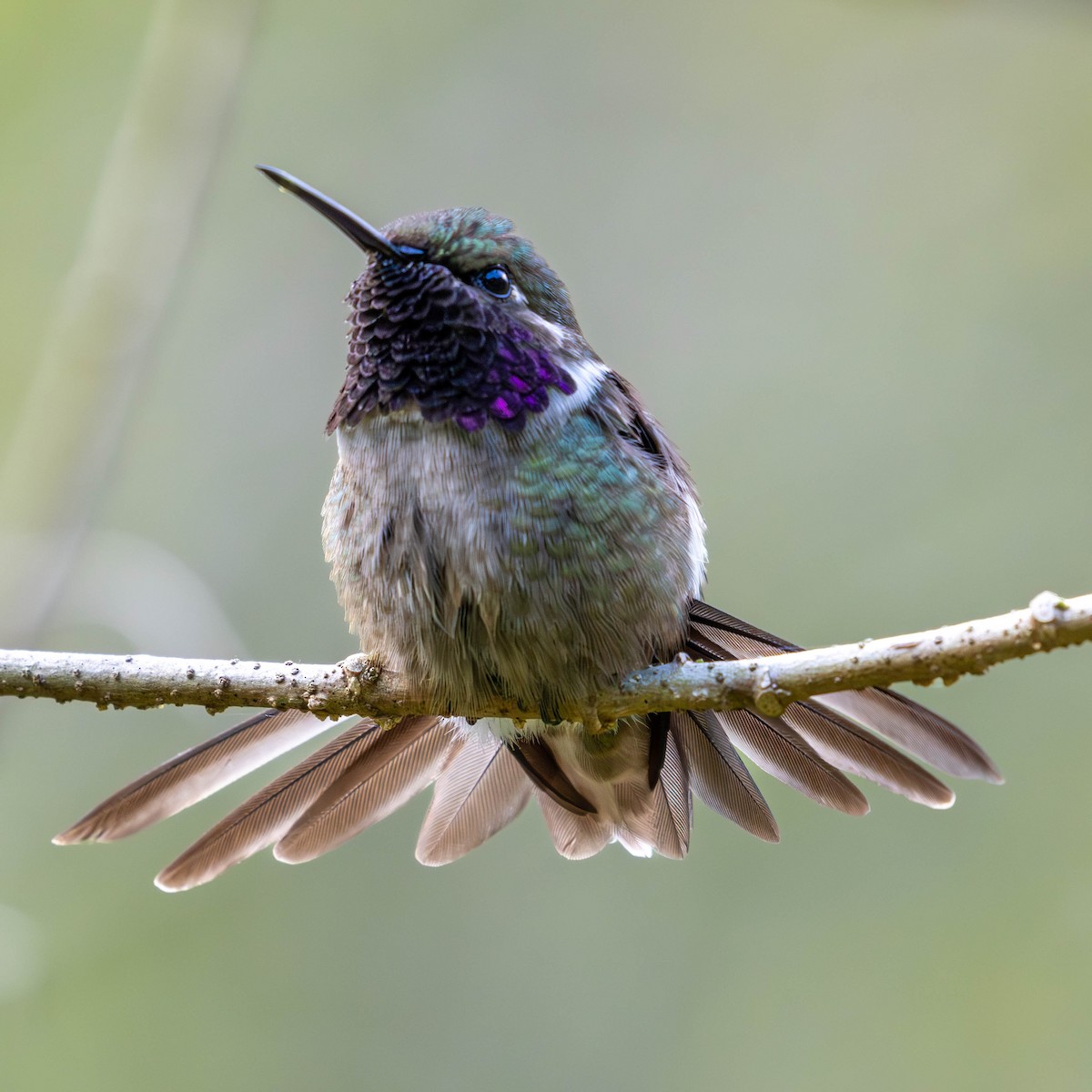 Colibrí Amatista - ML619056889