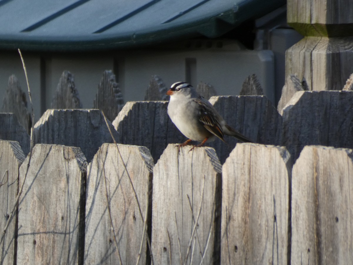 White-crowned Sparrow - Jen Malcom