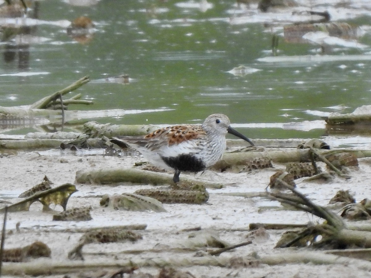 Dunlin - ML619056895