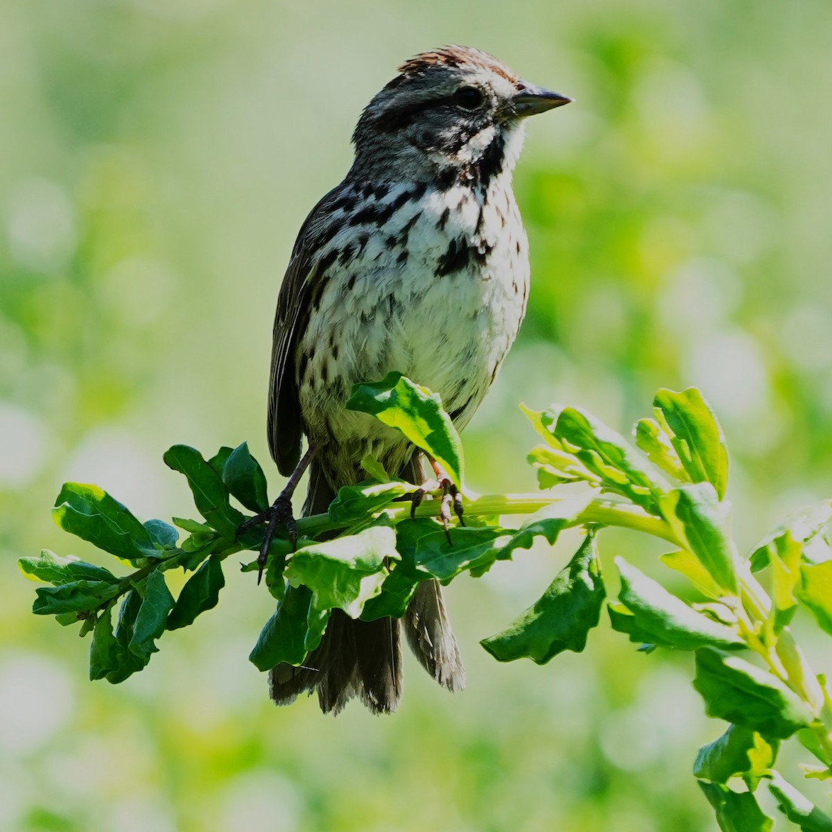 Song Sparrow - mang mike