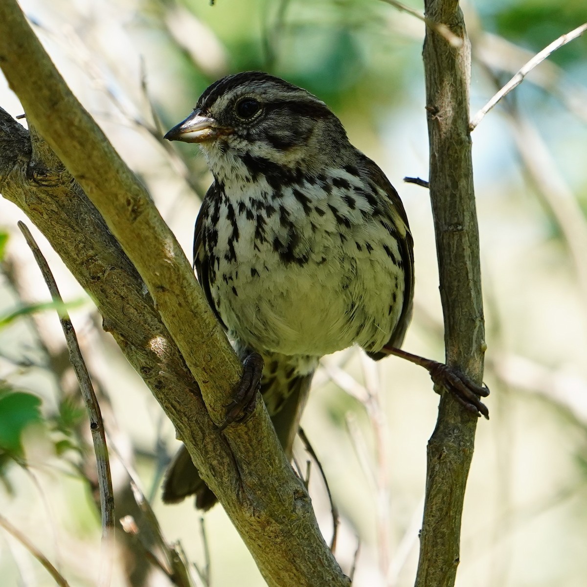 Song Sparrow - mang mike