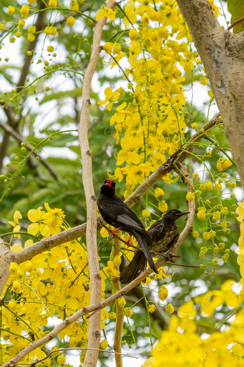 Black Bulbul - ML619056944