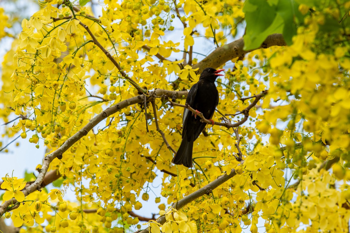 Black Bulbul - ML619056946