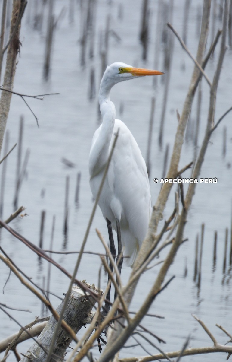 Great Egret - ML619056951