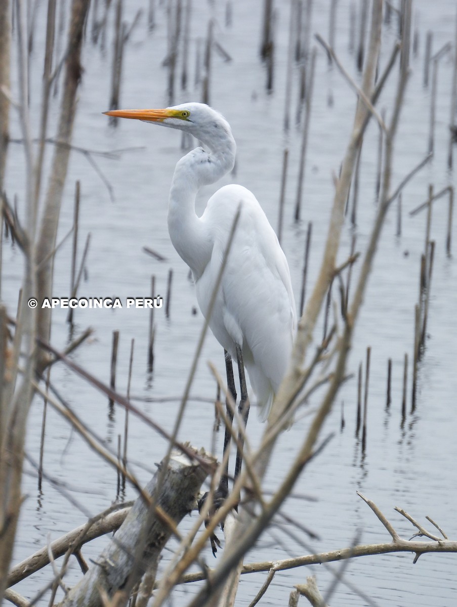 Great Egret - ML619056957