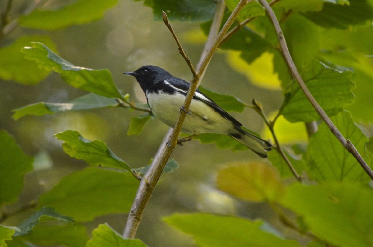 Black-throated Blue Warbler - Brian Quindlen