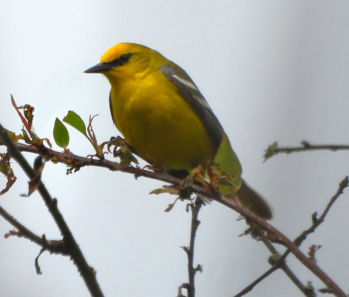 Blue-winged Warbler - Steven C