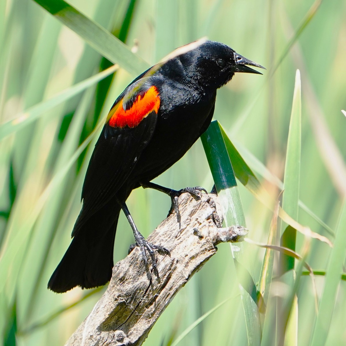 Red-winged Blackbird - mang mike