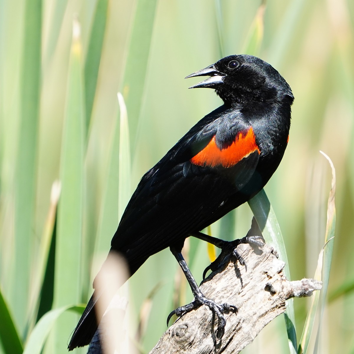 Red-winged Blackbird - ML619056991