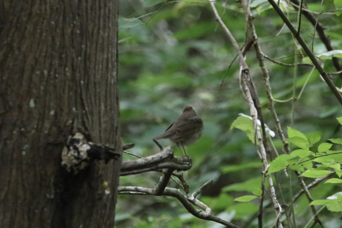 Swainson's Thrush - ML619057026