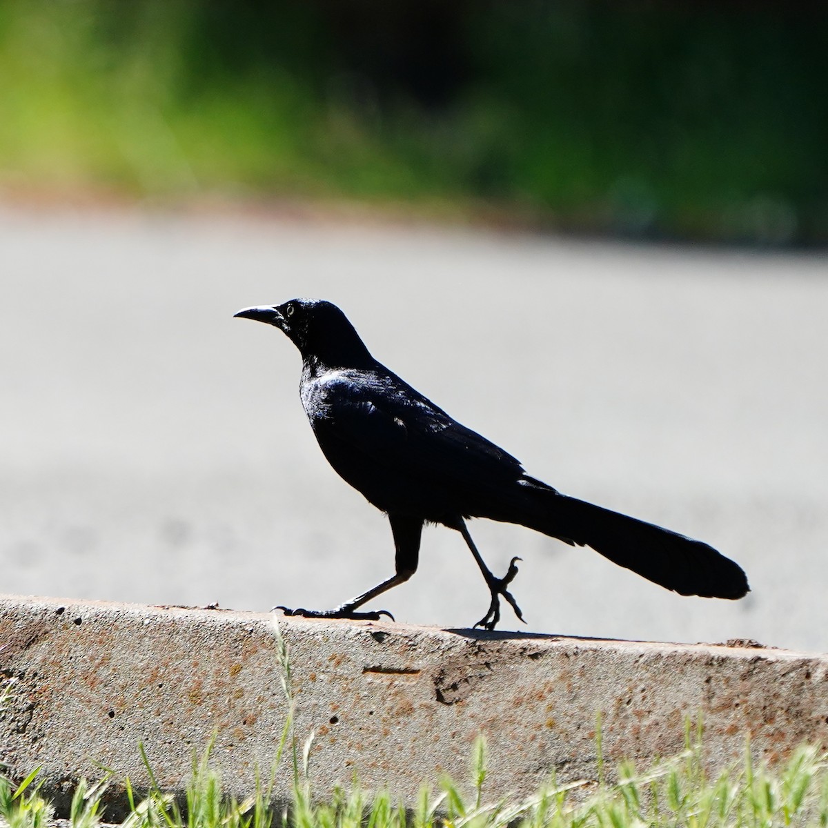Great-tailed Grackle - mang mike