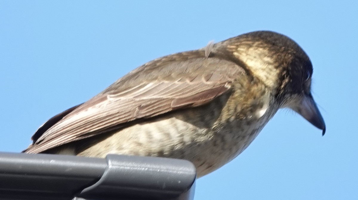 Gray Butcherbird - Alan Coates