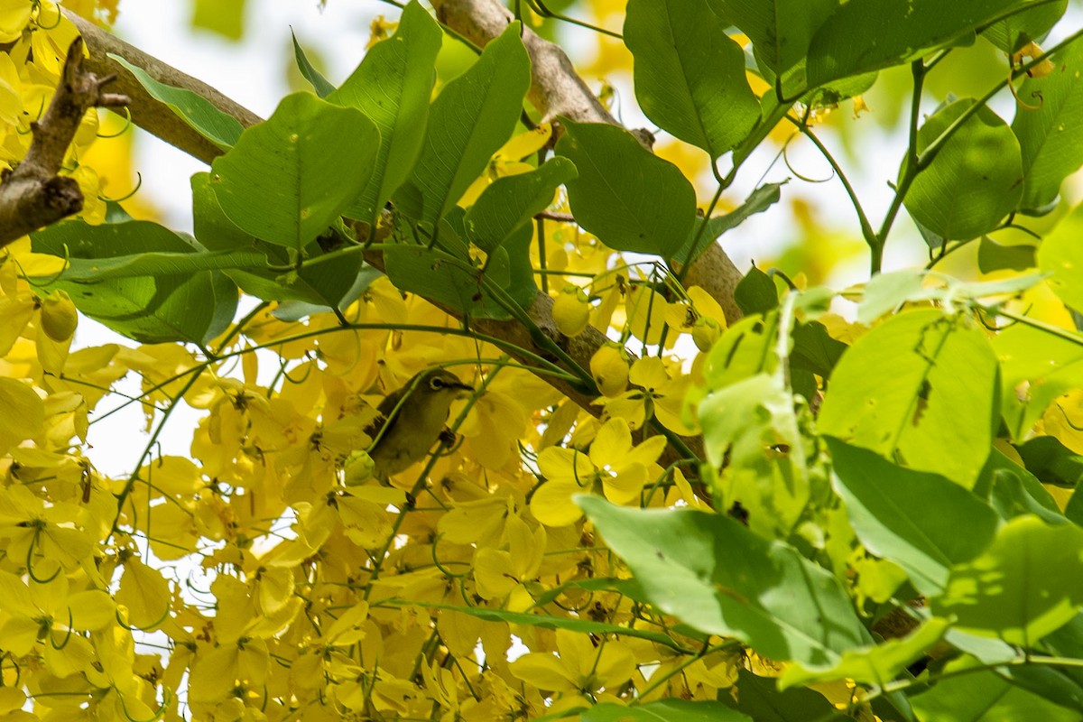 Swinhoe's White-eye - 培聰 林