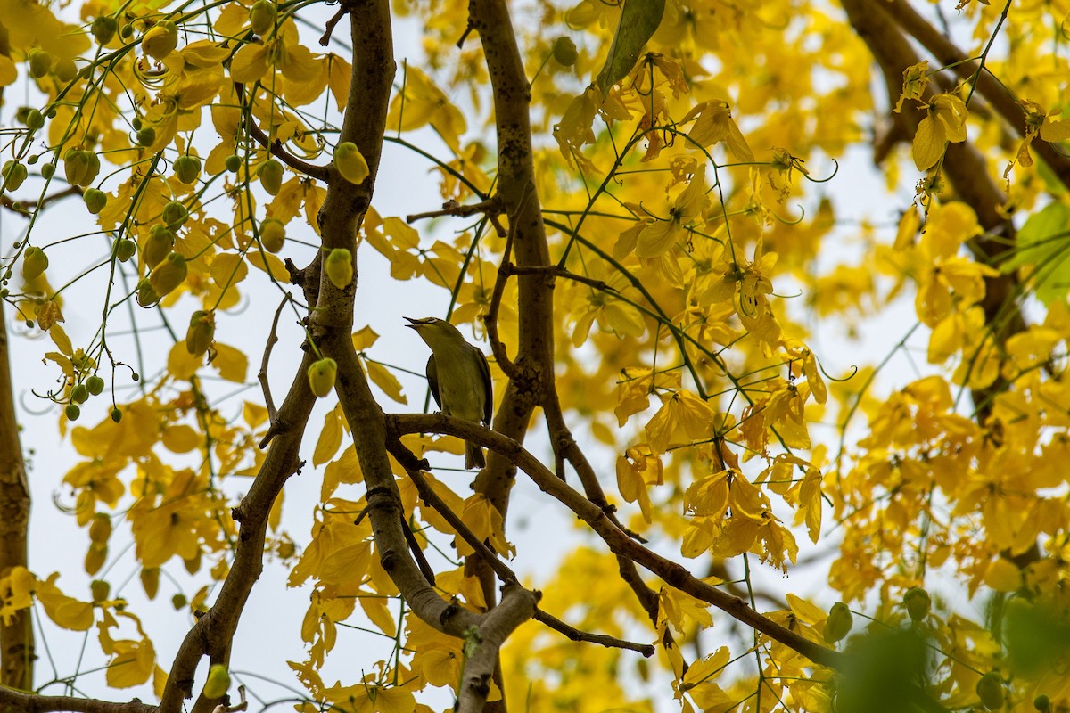 Swinhoe's White-eye - 培聰 林