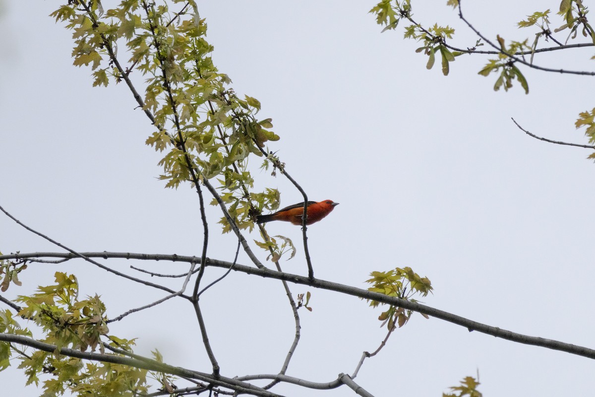 Scarlet Tanager - Michael Bueckert