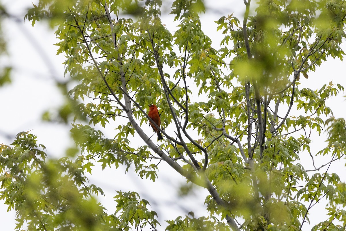 Scarlet Tanager - Michael Bueckert