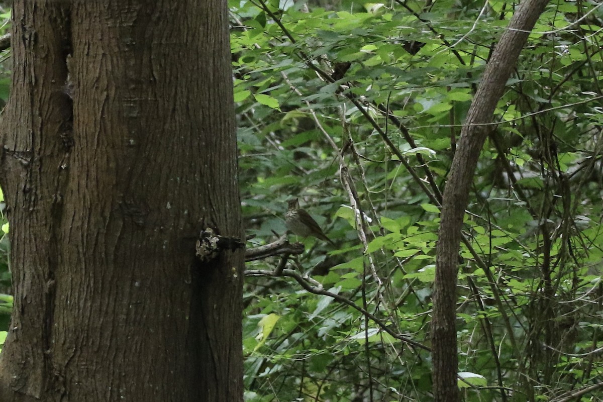 Swainson's Thrush - ML619057080